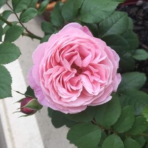 Meet your Posher, Thanh